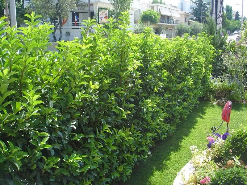 Geniş ve parlak yapraklara sahip Viburnum lucidum.